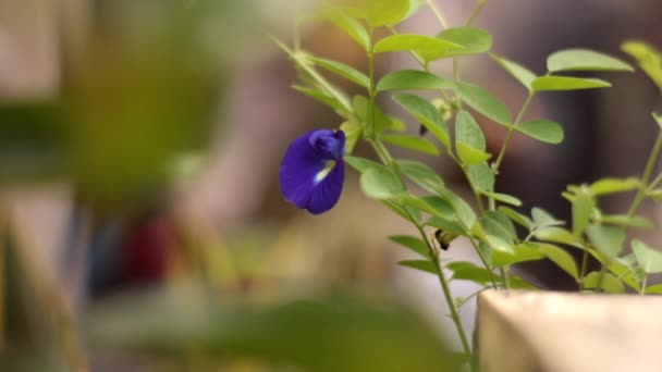Floare Proaspătă Mazăre Fluture Culoare Violet Închis Neclară Grădină Aer — Videoclip de stoc