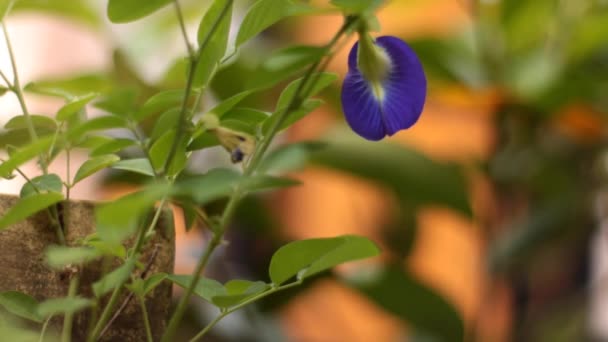 Świeży Kwiat Grochu Motylkowego Kolorze Ciemnofioletowym Rozmytym Domowy Ogród Zewnętrzny — Wideo stockowe