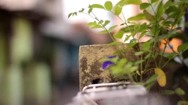 新鲜的蝴蝶豌豆花 色泽深紫模糊 户外家庭花园种满了有机植物 — 图库视频影像