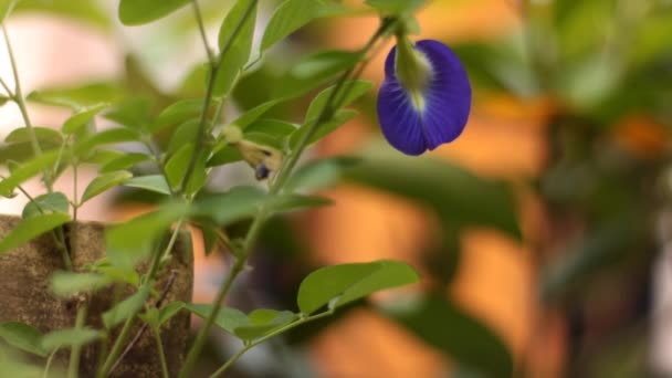 Fleur Pois Papillon Frais Couleur Violet Foncé Floue Jardin Intérieur — Video