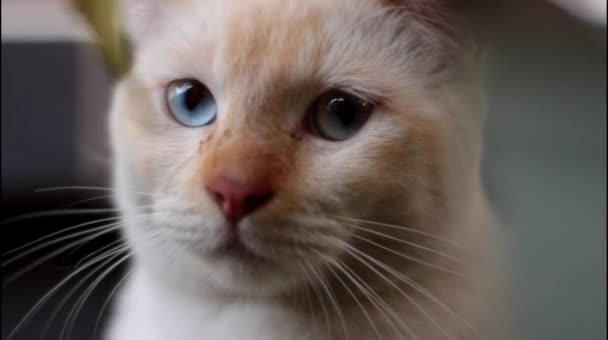 Een Kat Met Een Schattig Gezicht Ontspant Zich Ochtend — Stockvideo