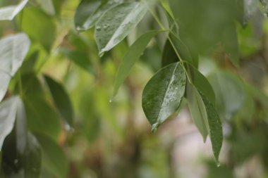 Taze yeşil yapraklar, yağmur tarafından öpüldükten sonra ıslak..