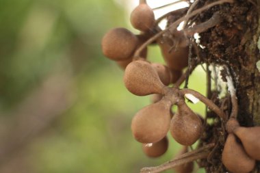 Stelechocarpus burahol, kepel ya da burahol olarak da bilinen, hoş kokulu terlemeyi ve keskin idrar kokusunu azalttığına inanılan bir ağaçtır. İngilizcede bu ağaç 