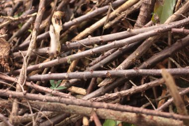 ağacın kuru dalları