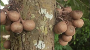 Stelechocarpus burahol, kepel ya da burahol olarak da bilinen, hoş kokulu terlemeyi ve keskin idrar kokusunu azalttığına inanılan bir ağaçtır. İngilizcede bu ağaç 