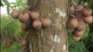 Stelechocarpus burahol, kepel ya da burahol olarak da bilinen, hoş kokulu terlemeyi ve keskin idrar kokusunu azalttığına inanılan bir ağaçtır. İngilizcede bu ağaç 
