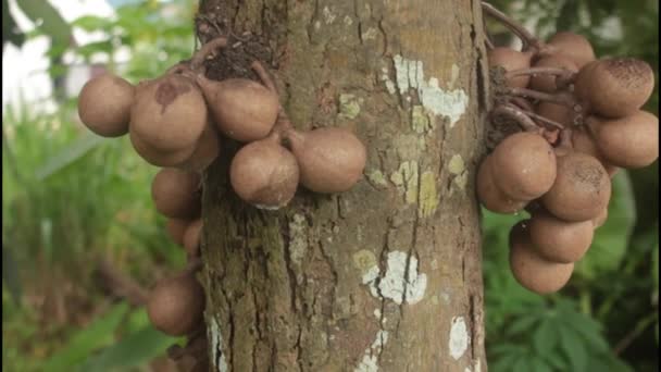Stelechocarpus Burahol Juga Dikenal Sebagai Kepel Atau Burahol Adalah Sebuah — Stok Video