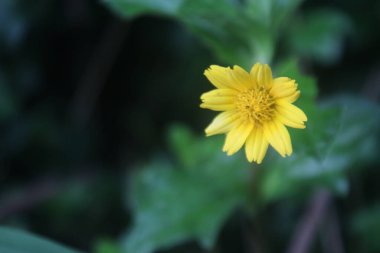 Bahçedeki sarı çiçek