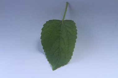 Beyaz arkaplanda ısırgan otu yaprağı