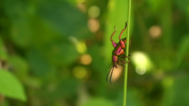 Insekt Chrysochroa Fulminans Vilar Ett Löv Morgonen — Stockvideo