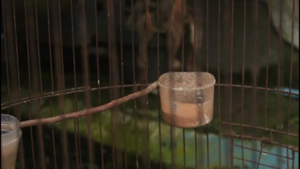 プリンシアのインノルナータ鳥は飼われている — ストック動画