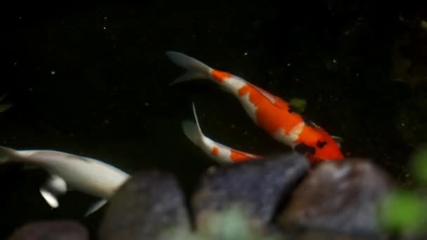 Habitat Peixes Koi Lagoa Peixes Artificiais Frente Casa Conceito Ambientalmente — Vídeo de Stock