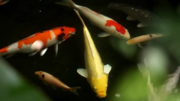Koi Rybí Habitat Umělém Rybníku Před Domem Koncept Šetrný Životnímu — Stock video