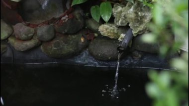 Gölette koi balığı. Hala biraz, çünkü daha yeni başladı..