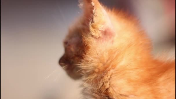 Gato Raza Pura Está Sufriendo Una Infección Ocular — Vídeo de stock