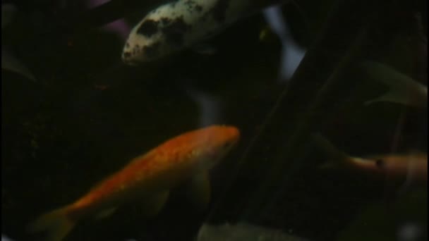 Ikan Koi Kolam Masih Sedikit Karena Baru Saja Mulai — Stok Video