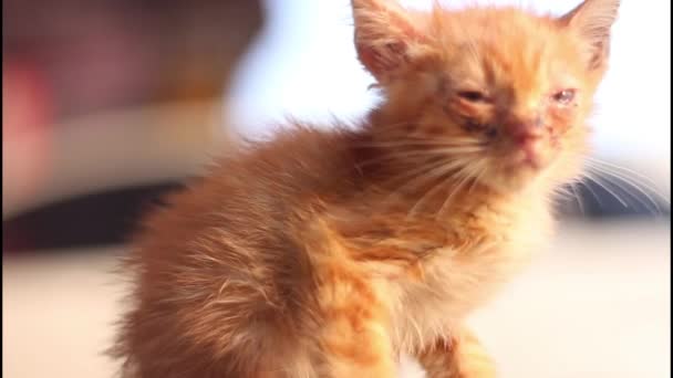 Gato Raça Pura Está Sofrendo Uma Infecção Ocular — Vídeo de Stock