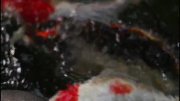 Ikan Koi Kolam Masih Sedikit Karena Baru Saja Mulai — Stok Video