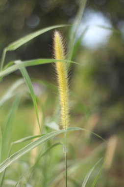 Güzel botanik fotoğrafı, doğal duvar kağıdı.