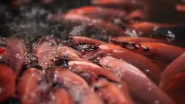 Ένα Σμήνος Ψαριών Τιλάπια Είναι Κάτω Από Τρεχούμενο Νερό — Αρχείο Βίντεο
