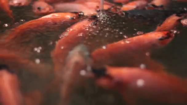 Stado Tilapia Ryba Jest Pod Cieknącą Wodą — Wideo stockowe