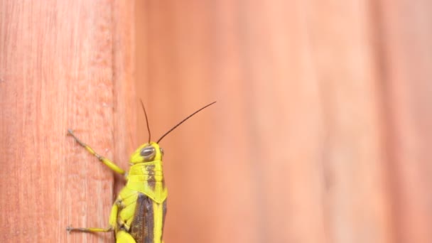 Close Green Grasshopper Sitting Brown Background — Stock Video