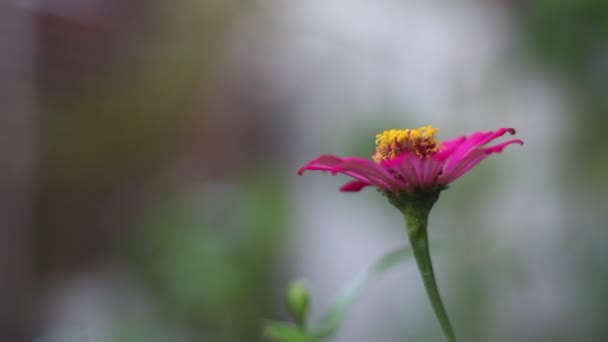 Echinacea Oder Sonnenhut Ist Eine Gattung Blühender Und Krautiger Pflanzen — Stockvideo