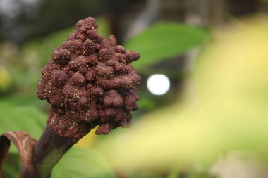 Güzel botanik fotoğrafı, doğal duvar kağıdı.