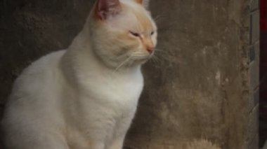 Güzel yüzlü beyaz bir kedi sabah dinleniyor..