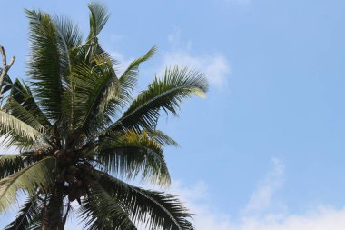 Hindistan cevizi yaprağı ve mavi gökyüzü