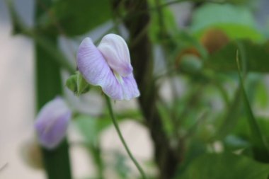 Mor merkezli bakirelik çiçeği Florida 'da vahşi, yakın plan