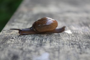Sokakta sürünen kabuklu küçük bir salyangoz, parkta yaz günü