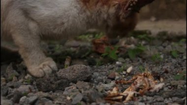 Safkan kedi deniz balığı yiyor..