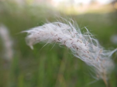 Geçmişi bulanık yabani otların fotoğrafı