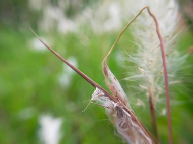 Geçmişi bulanık yabani otların fotoğrafı