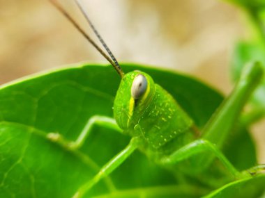 A green insect, perhaps a grasshopper, was perched on a green leaf. clipart