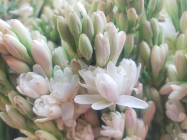 Tüberküloz çiçekleri kayboldu. Yakından alındı..