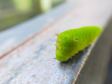Siyah ve turuncu dikenli canlı yeşil bir tırtılın yakın çekimi, metalik bir yüzeyde, bulanık doğal bir arka planı var. Doğa için mükemmel, vahşi yaşam için., 