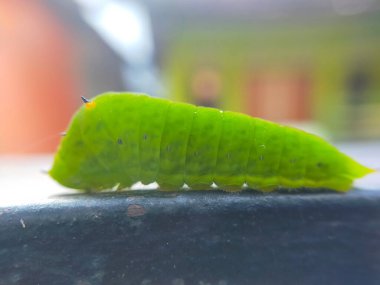 Siyah ve turuncu dikenli canlı yeşil bir tırtılın yakın çekimi, metalik bir yüzeyde, bulanık doğal bir arka planı var. Doğa için mükemmel, vahşi yaşam için., 