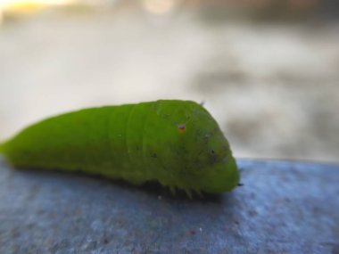Siyah ve turuncu dikenli canlı yeşil bir tırtılın yakın çekimi, metalik bir yüzeyde, bulanık doğal bir arka planı var. Doğa için mükemmel, vahşi yaşam için., 