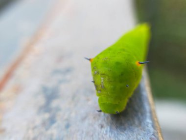 Siyah ve turuncu dikenli canlı yeşil bir tırtılın yakın çekimi, metalik bir yüzeyde, bulanık doğal bir arka planı var. Doğa için mükemmel, vahşi yaşam için., 
