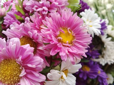 Çin Aster, Callistephus chinensis bir kova içinde çok renkli çiçekler.