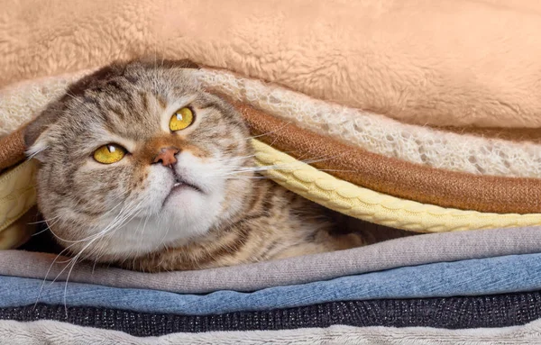 Cat under clothes in winter. Cold winter.