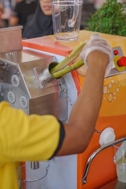 Şeker kamışı sapları şeker kamışı makinesine atılır.