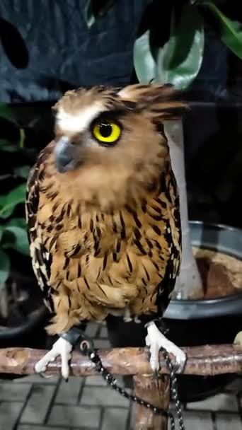 Brown Eyed Owl Glaring Bird Exhibit — Stock Video