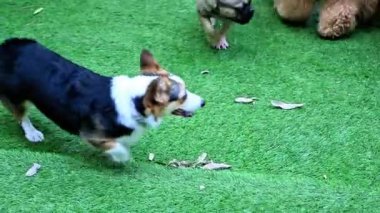 Komik olan şu ki, köpek parkında çeşitli köpek türleri oynuyorlar.