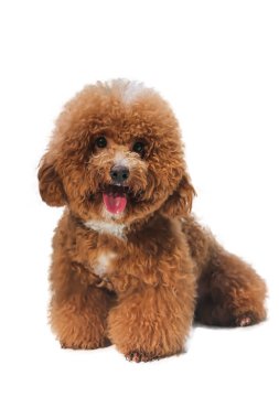 Kahverengi kaniş köpeği beyaz arka planda kameraya bakıyor.