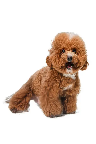 stock image Brown poodle looking at camera with its sharp eyes on white background