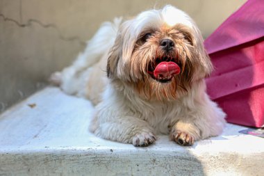 Köpek parkında şirin bir Yorkshire teriyeri.