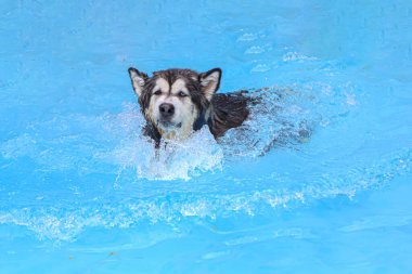 İri bir köpek vahşi bir yüzle yüzer.
